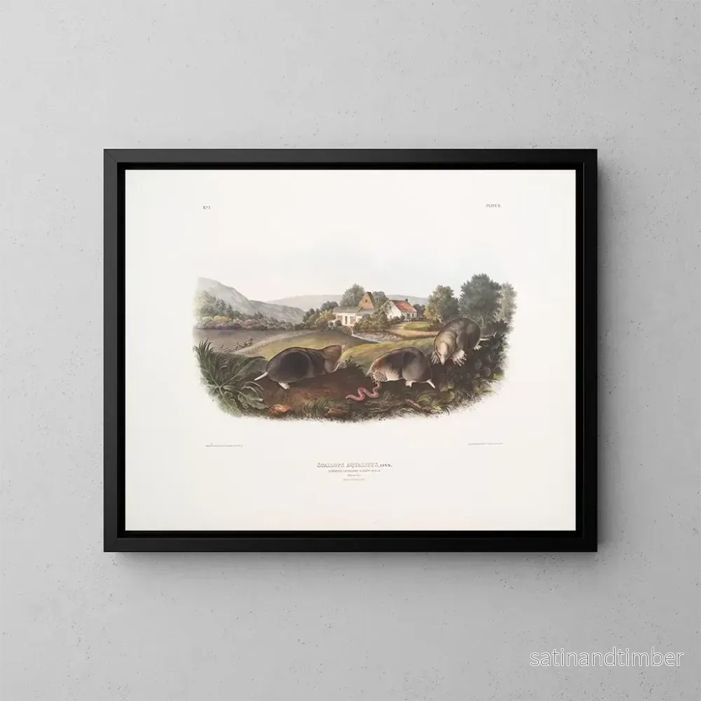 Reproduktion av målningen av amerikansk molemus, vanlig storlek, hane och hona - John Woodhouse Audubon