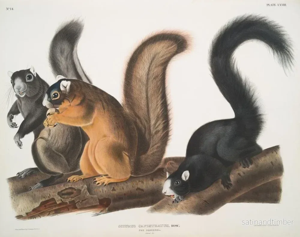 Reproduktion av målningen Ekorre av Fox i naturlig storlek - John Woodhouse Audubon - Bild 2