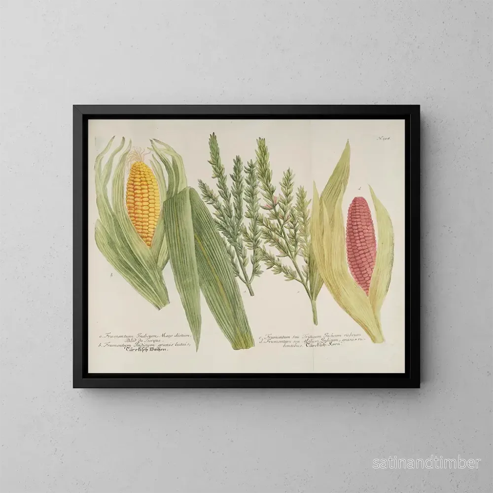 Reproduktion av målningen Phytanthoza iconographia Pl241 - Johann Wilhelm Weinmann