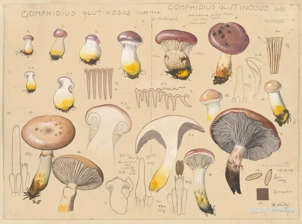 Reproduktion av målningen Gomphidius glutinosus - Hans Baldung - Bild 2