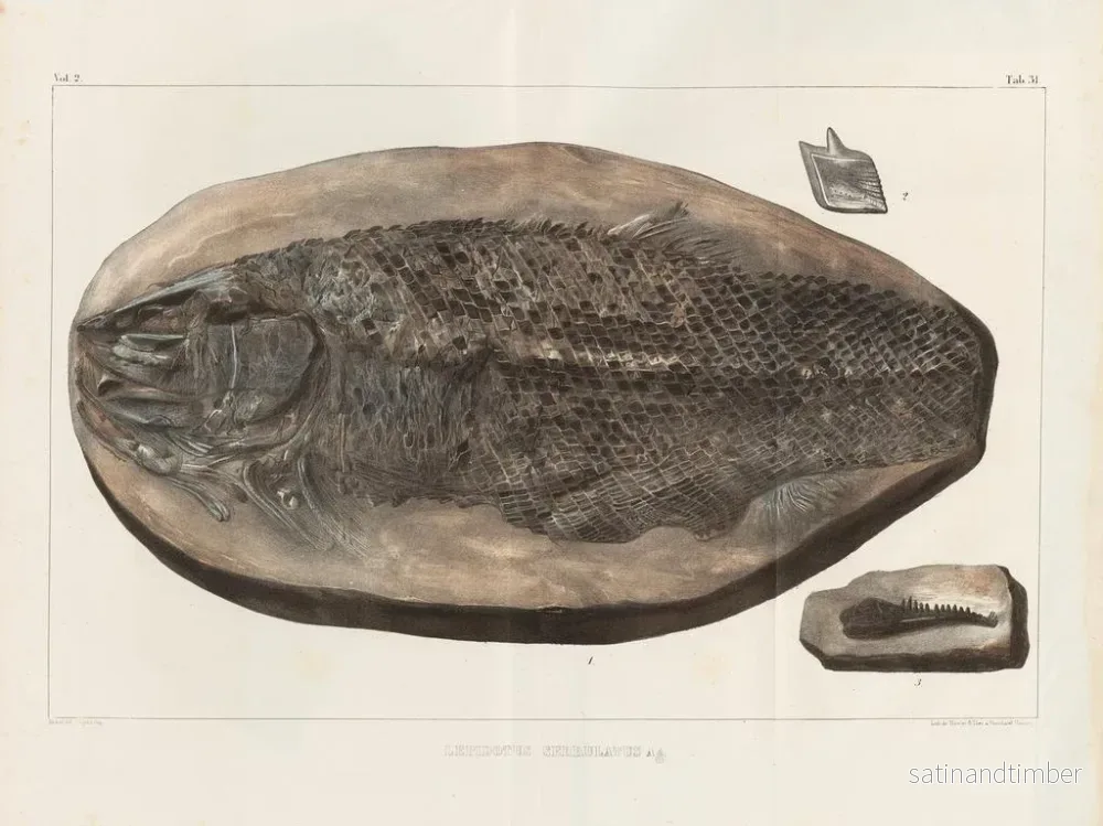 Reproduktion Forskningar om fossila fiskar – Louis Agassiz — plansch 181 - Bild 2