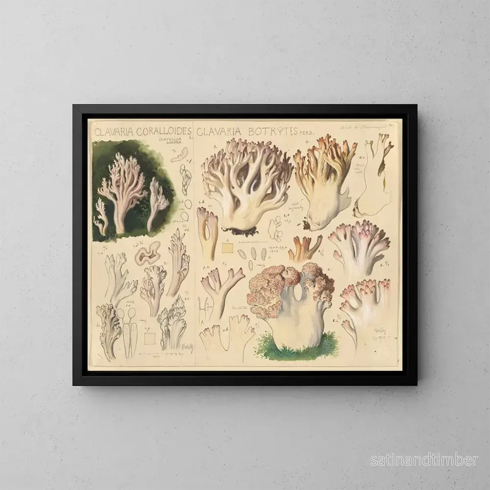 Reproduktion av målningen Clavaria coralloides och Clavaria botrytes - Hans Baldung
