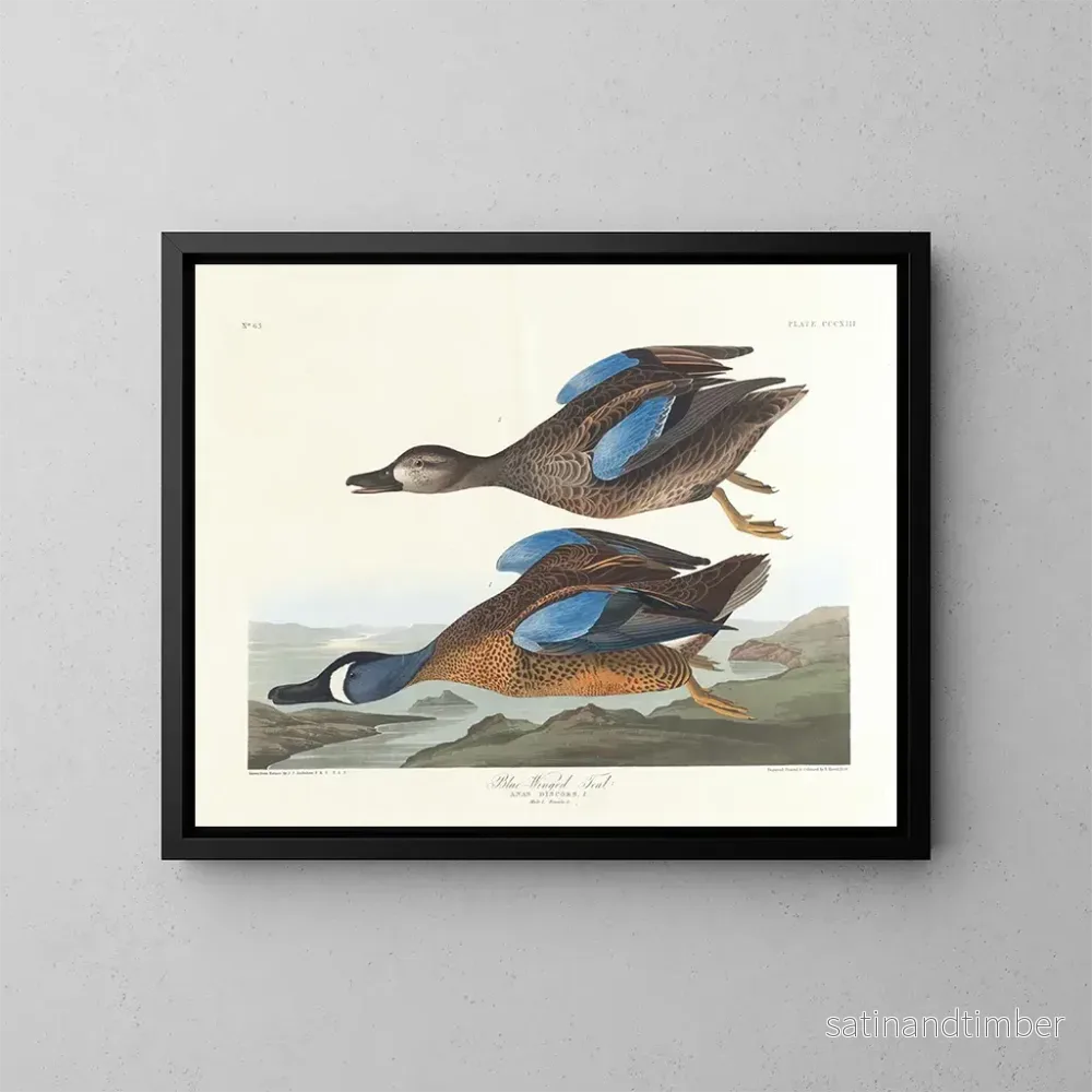 Reproduktion av målningen Kanadagås med blåa vingar - John James Audubon