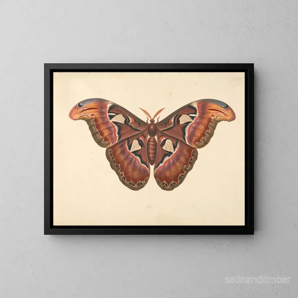 Reproduktion av målningen Papillon Atlas - George Edwards