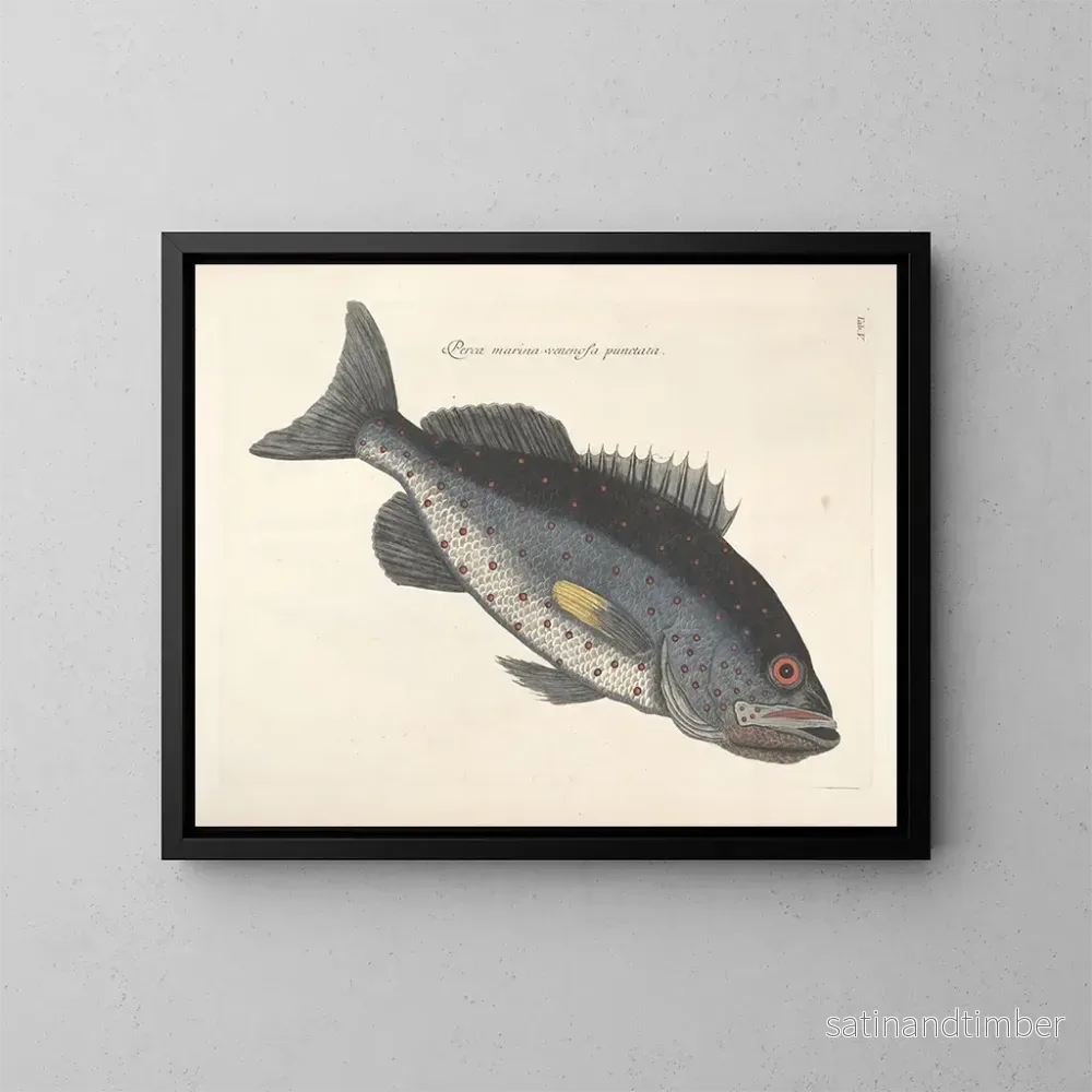 Reproduktion Bilder av fisk, ormar, insekter – Mark Catesby — plansch 005