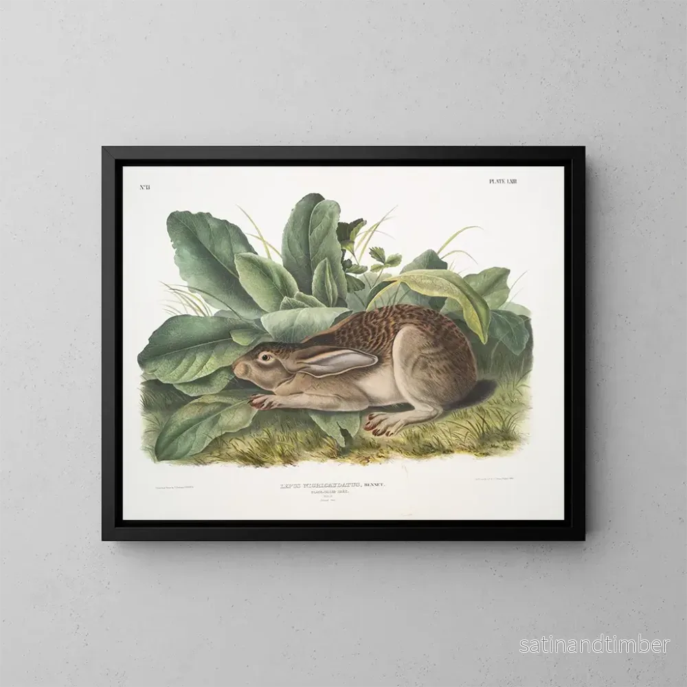 Reproduktion av målningen av den svarta svansharehanen i naturlig storlek - John Woodhouse Audubon