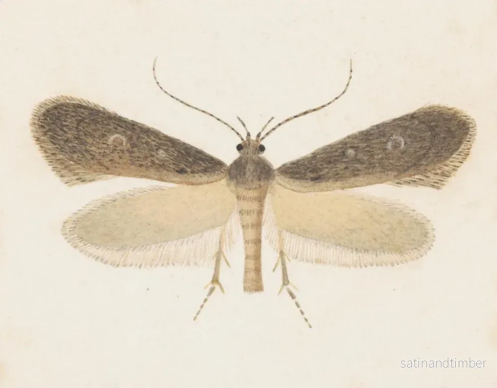 Reproduktion av målningen akvarell av entomologi Pl096 - George Hudson - Bild 2
