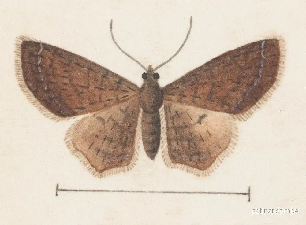 Reproduktion av målningen Aquarelle d'entomologie Pl152 - George Hudson - Bild 2