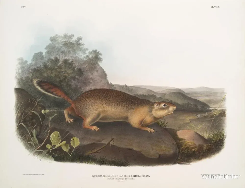 Reproduktion av målningen av Parry spermophile i naturlig storlek - John Woodhouse Audubon - Bild 2