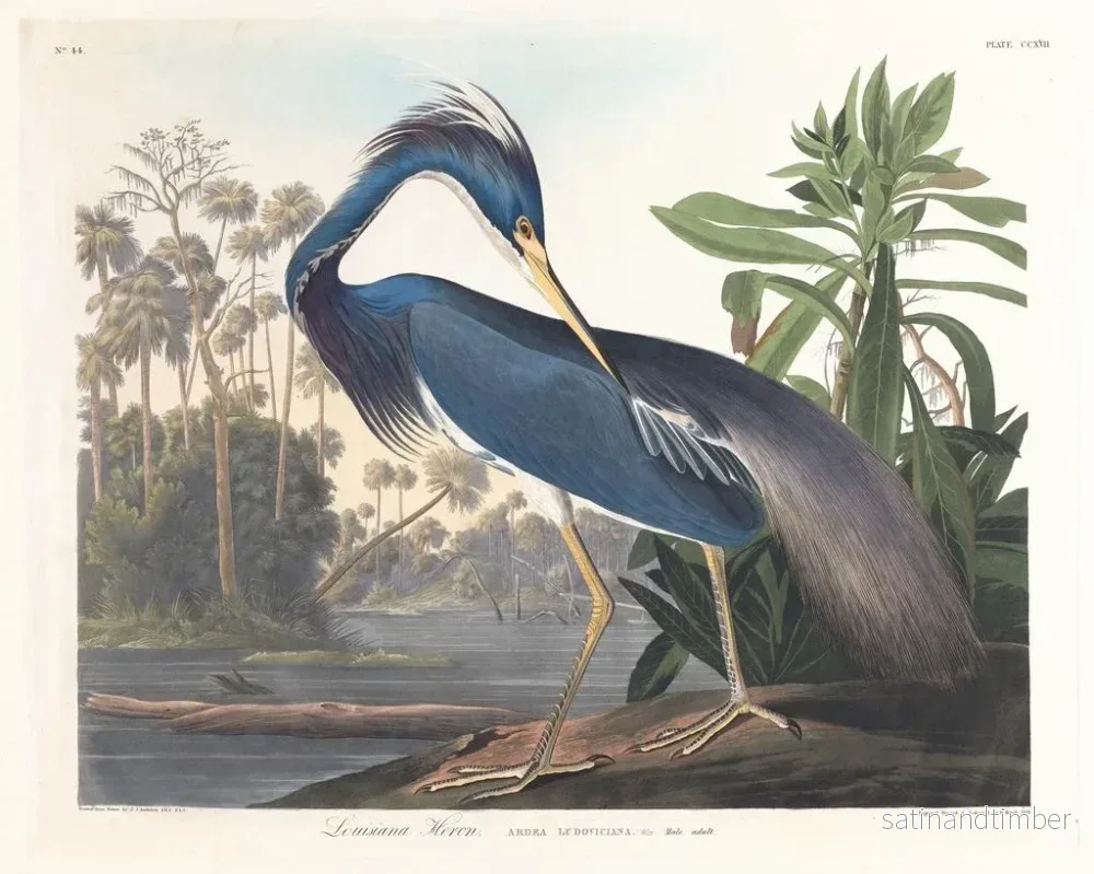 Reproduktion av målningen Héron de Louisiane - John James Audubon - Bild 2