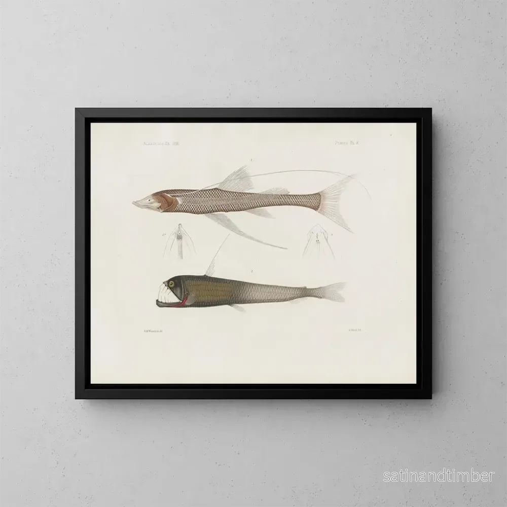 Reproduktion av målningen Mémoires du Muséum de zoologie comparée de Harvard College Pl94 – Musée de Zoologie Comparée de l’Université Harvard Reproduktion av målningen Mémoires du Muséum de zoologie comparée de Harvard College Pl94 – Musée de Zoologie Comparée de l’Université Harvard