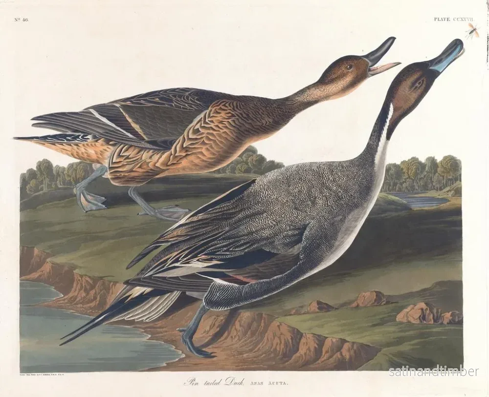 Reproduktion av målningen Kanadagås med spetsig stjärt - John James Audubon - Bild 2