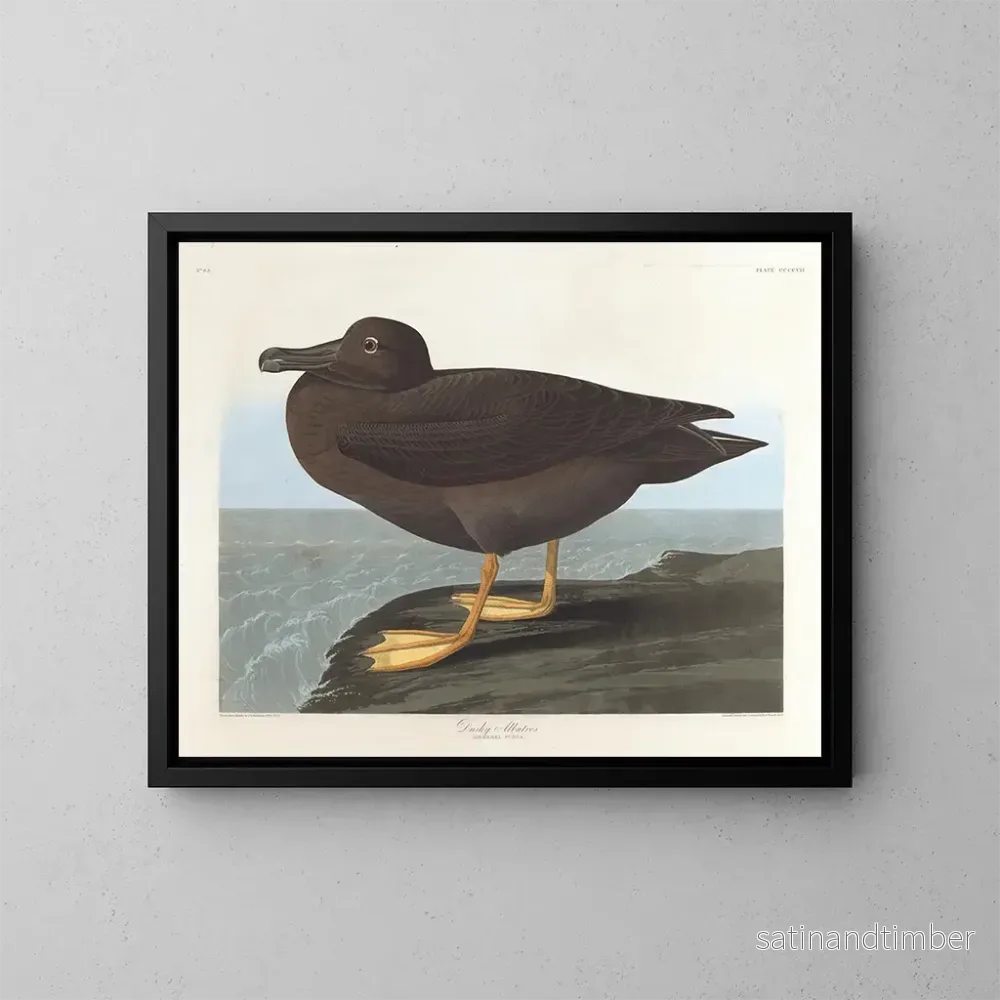 Reproduktion av målningen Albatross mörk - John James Audubon