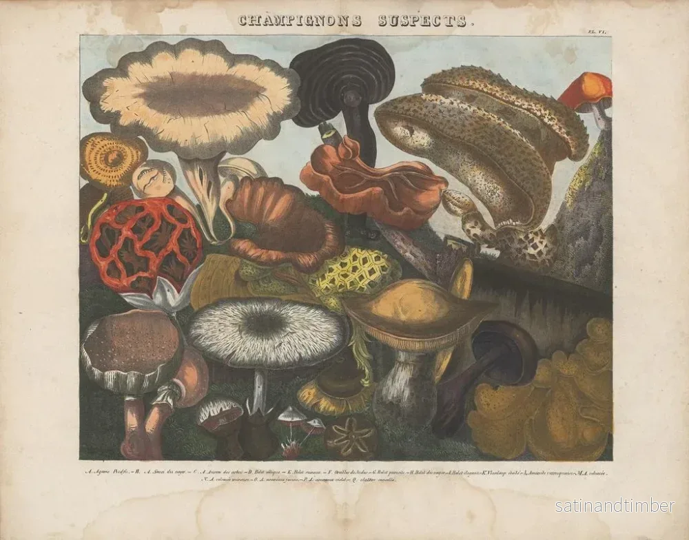Reproduktion av målningen Atlas över misstänkta och giftiga ätbara svampar Pl06 - Michel Étienne Descourtilz - Bild 2