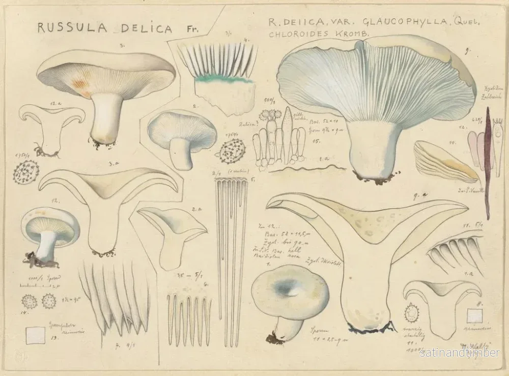 Reproduktion av målningen Russule delicata - Hans Baldung - Bild 2