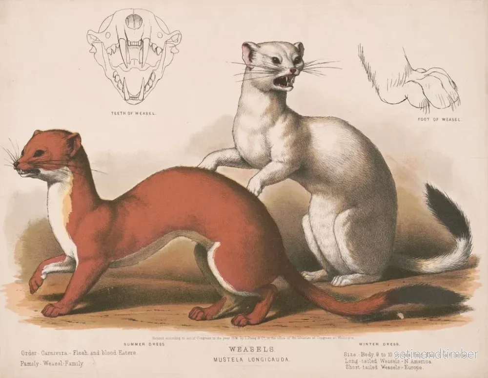Reproduktion av målningen Fouines Mustela longicauda - Louis Prang Co - Bild 2