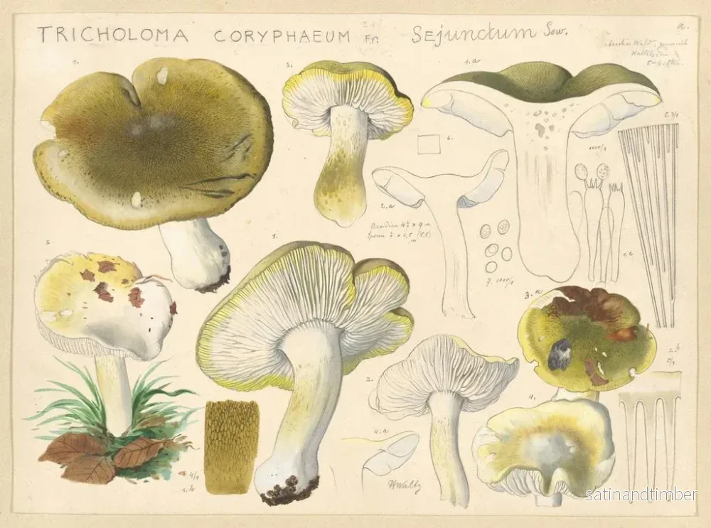 Reproduktion av målningen Tricholome coryphaeum Fr. sejunctum Sow - Hans Baldung - Bild 2