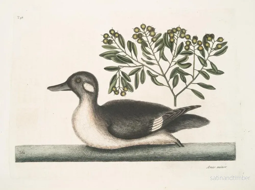 Reproduktion av målningen Le petit canard brun - Mark Catesby - Bild 2