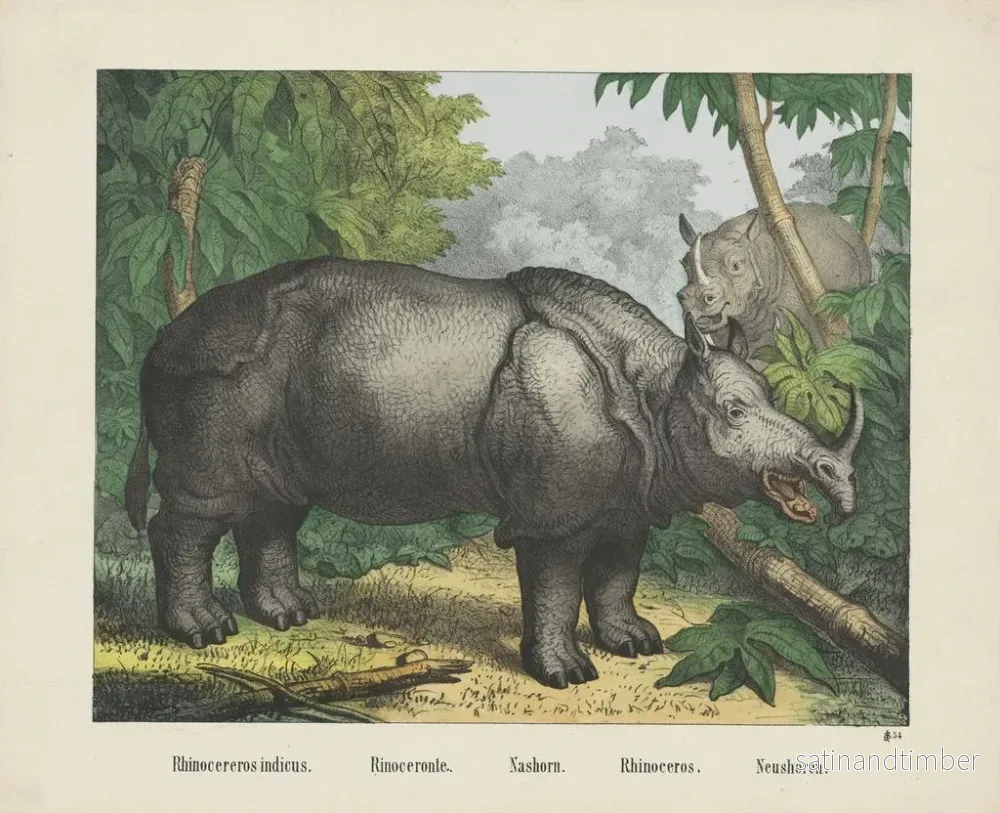 Reproduktion av målningen Rhinocéros - Joseph Scholz - Bild 2