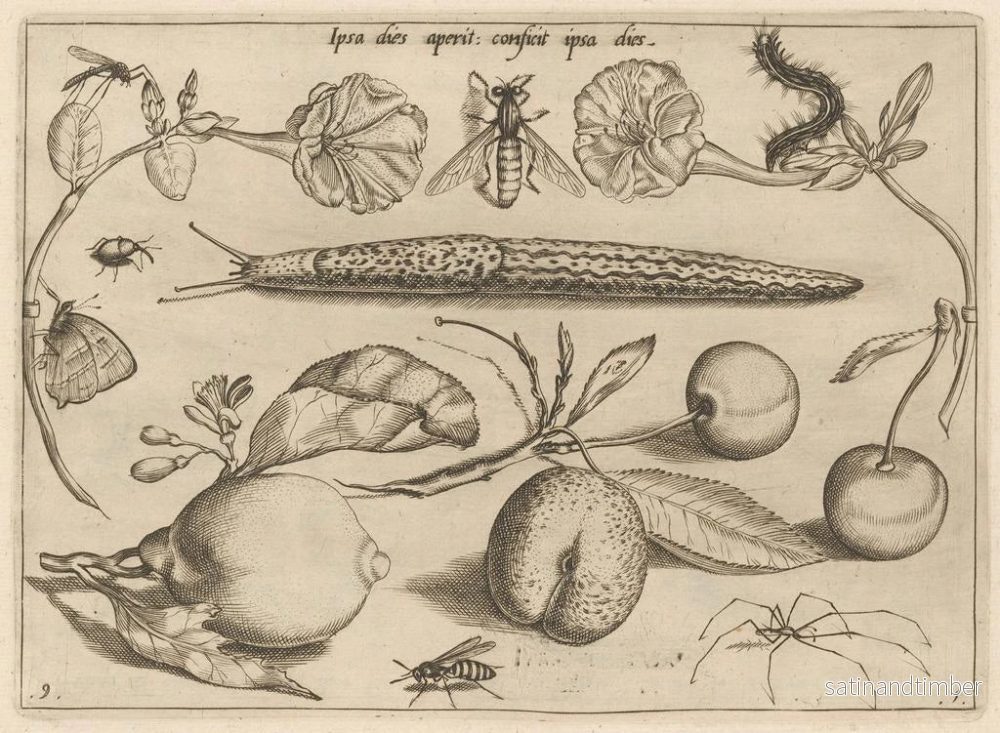 Reproduktion av målningen av arketyp och studier av fadern Georgius Hoefnagel Pl11 - Joris Hoefnagel - Bild 2