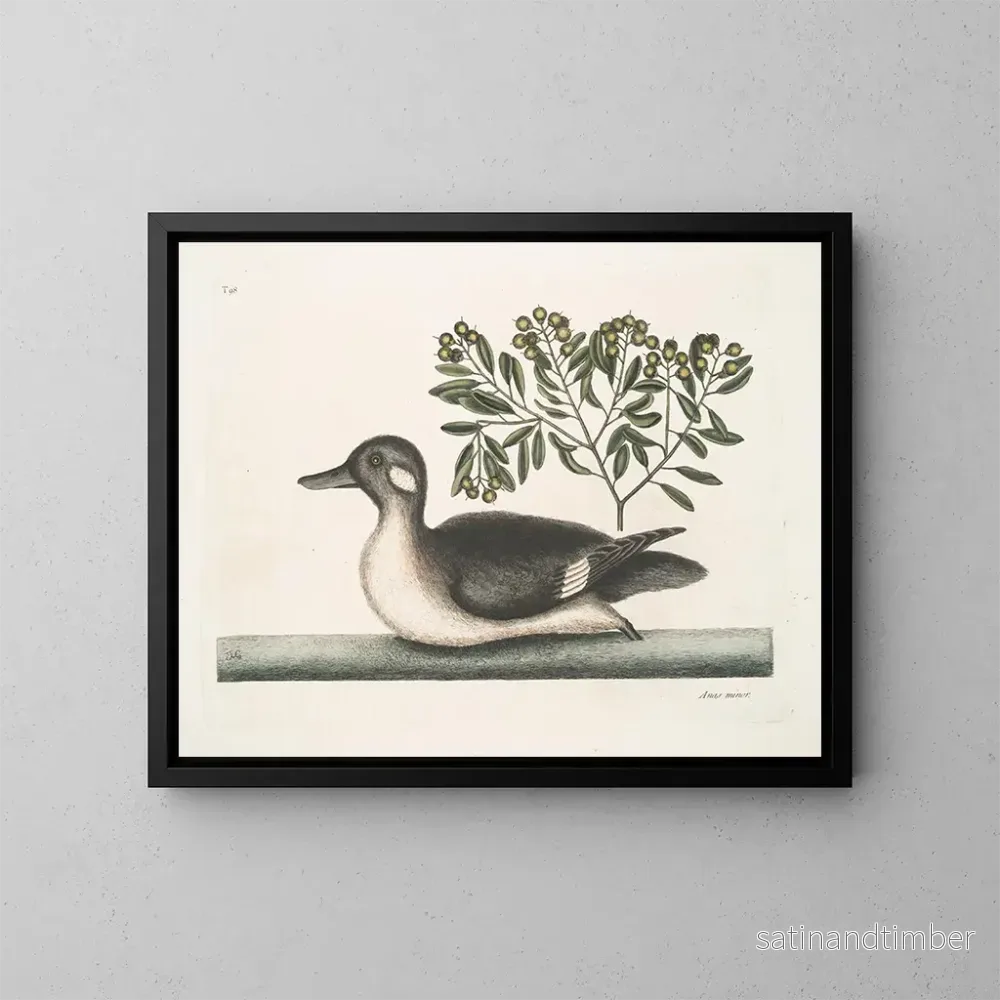 Reproduktion av målningen Le petit canard brun - Mark Catesby