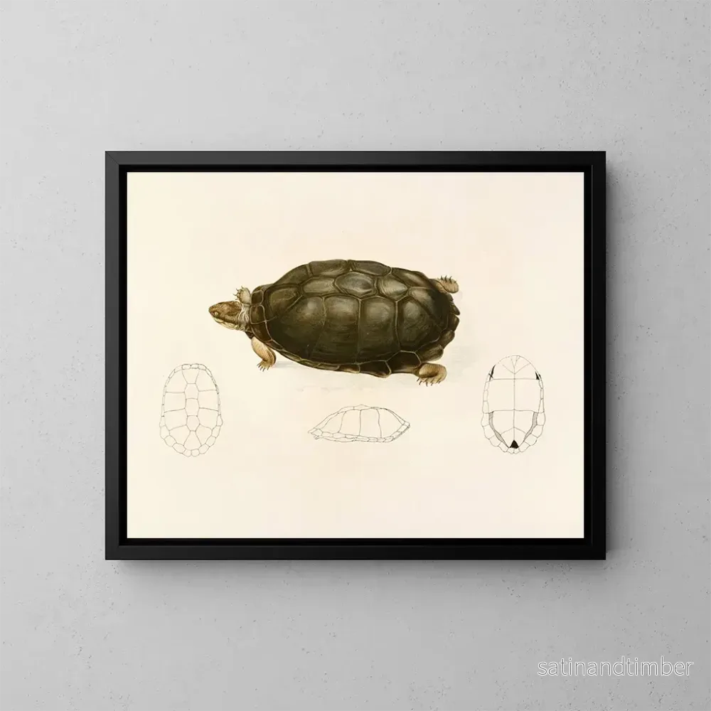 Reproduktion av målningen Sternotherus sinuatum - Sir Andrew Smith