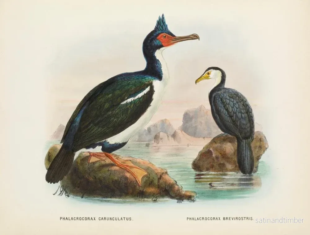 Reproduktion av målningen av fiskmåsar med karonklor och kortnäbbsmåsar - John Gerrard Keulemans - Bild 2