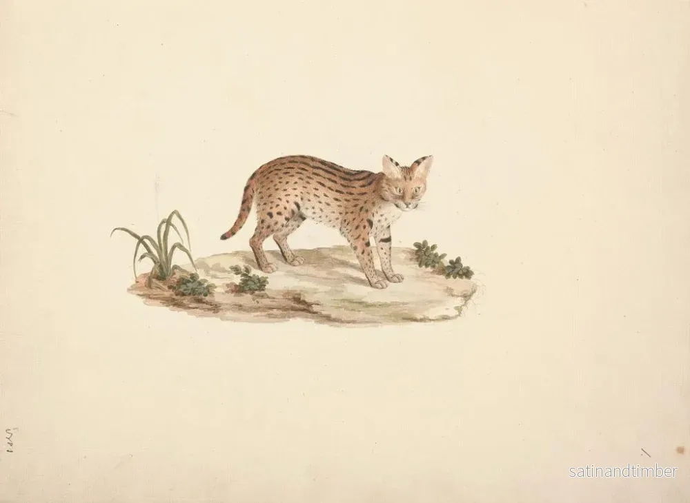 Reproduktion av målningen av afrikansk vildkatt eller serval - Luigi Balugani - Bild 2