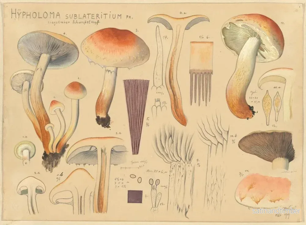 Reproduktion av målningen Hypholoma sublateritium - Hans Baldung - Bild 2