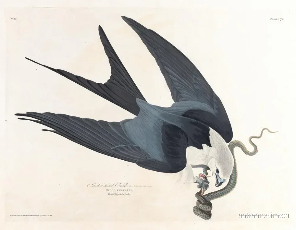 Reproduktion av målningen Faucon à queue fourchue - John James Audubon - Bild 2