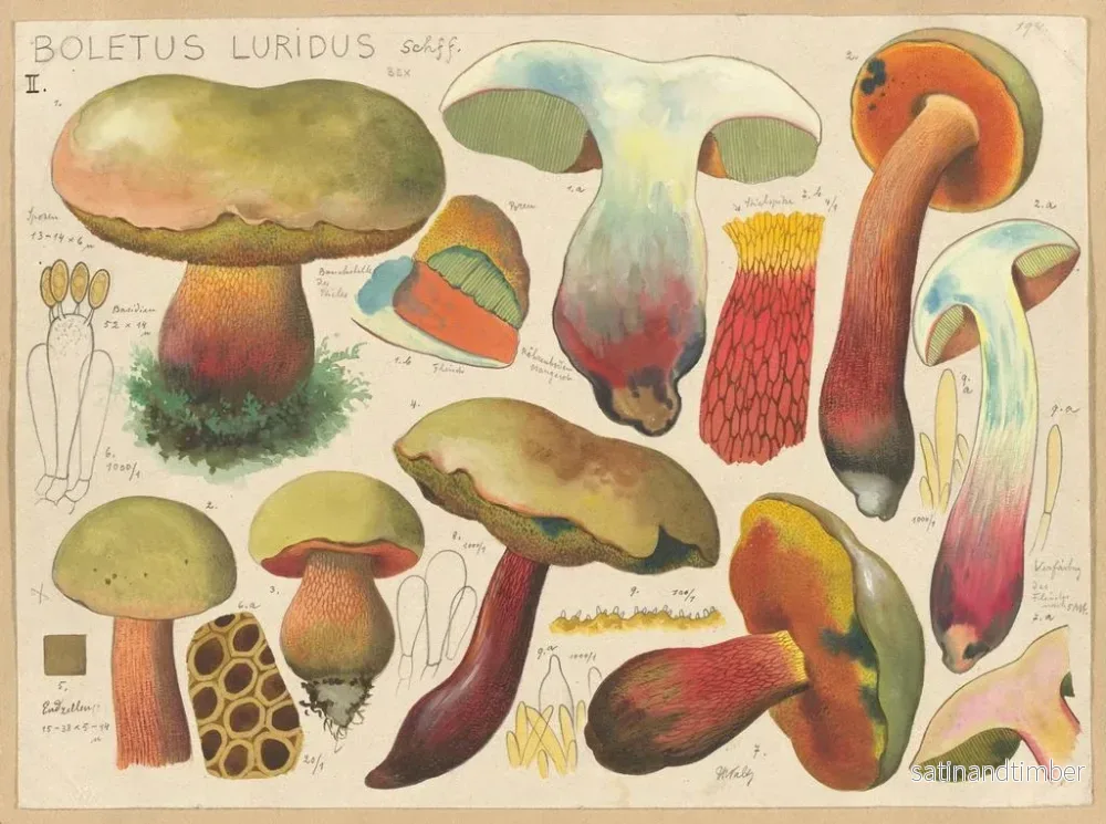 Reproduktion av målningen Boletus luridus - Hans Baldung - Bild 2
