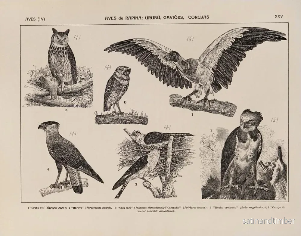 Reproduktion av målningen Atlas de la faune du Brésil Pl25 - Rodolpho von Ihering - Bild 2