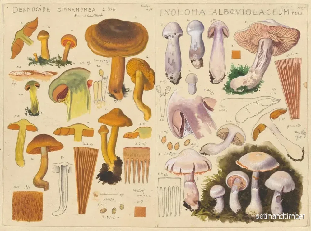 Reproduktion av målningen Dermocybe cinnamomea Inoloma alboviolaceum - Hans Baldung - Bild 2