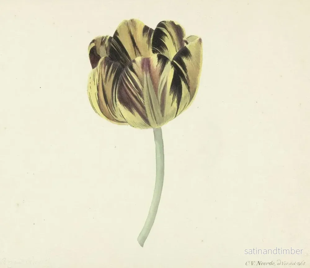 Reproduktion av målningen Tulipe nommée Bizard Rosette - Cornelis van Noorde - Bild 2