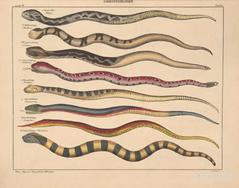 Reproduktion av målningen Illustrationer av den allmänna naturhistorien av Oken för alla tillstånd Pl109 - Lorenz Oken - Bild 2