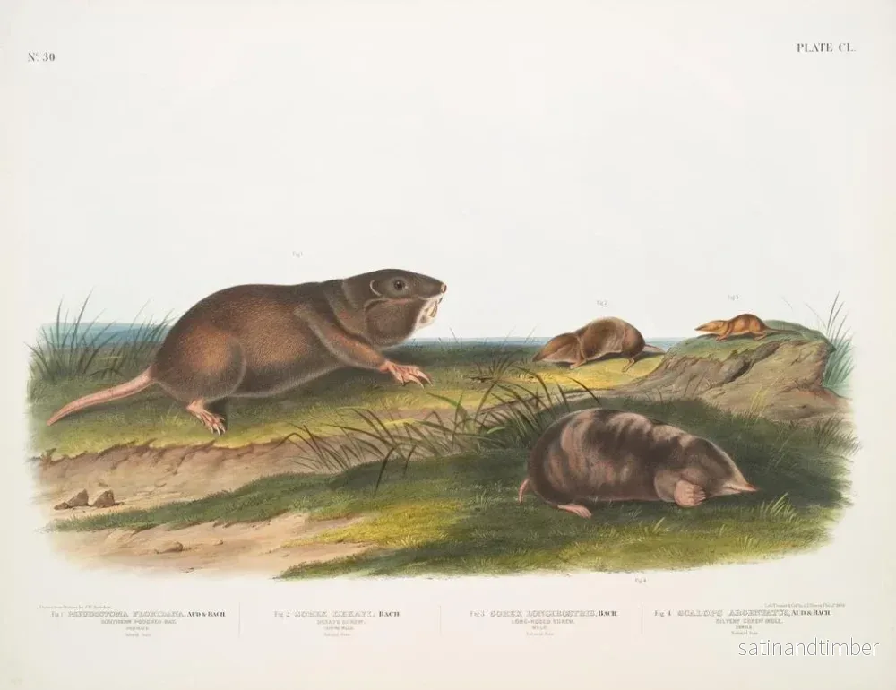 Reproduktion av målningen av sydlig fick-råtta, Dekays myskoxe - John Woodhouse Audubon - Bild 2