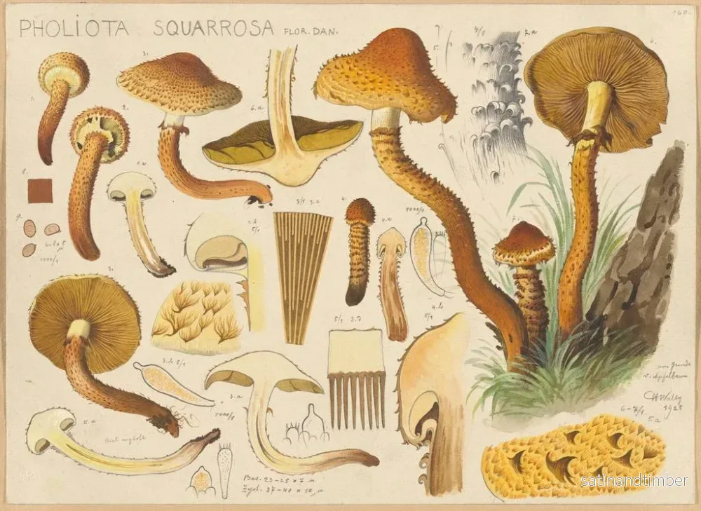 Reproduktion av målningen Pholiota squarrosa - Hans Baldung - Bild 2
