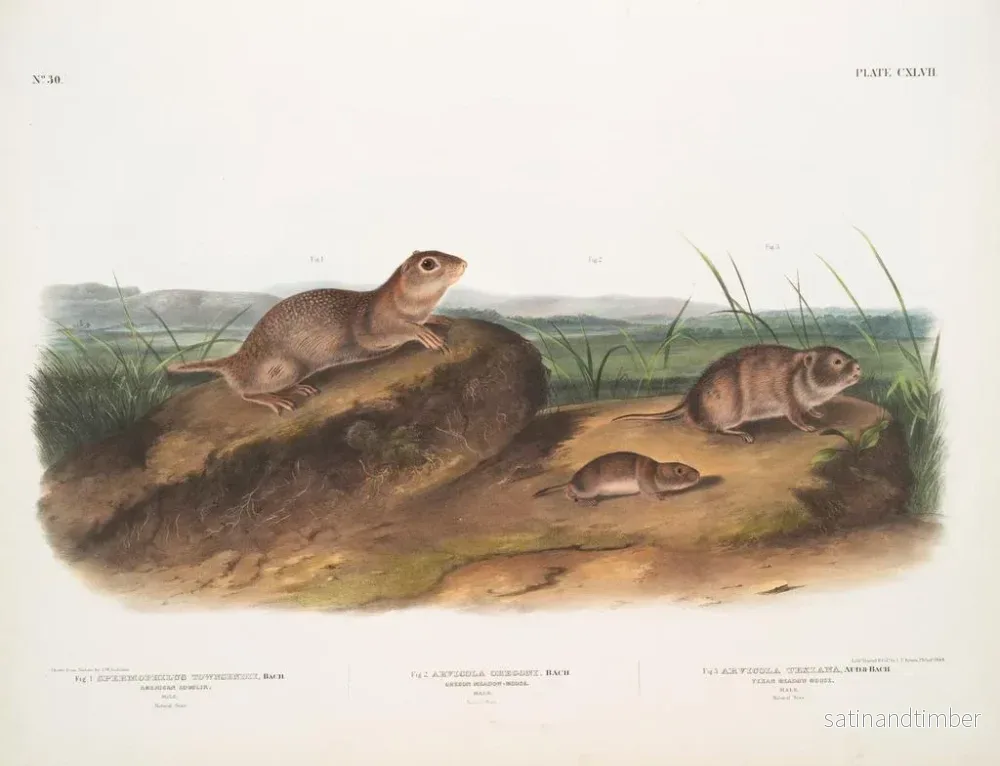 Reproduktion av målningen av Townsend Spermophile, prärievarg av Oregon, texansk prärievarg - John Woodhouse Audubon - Bild 2