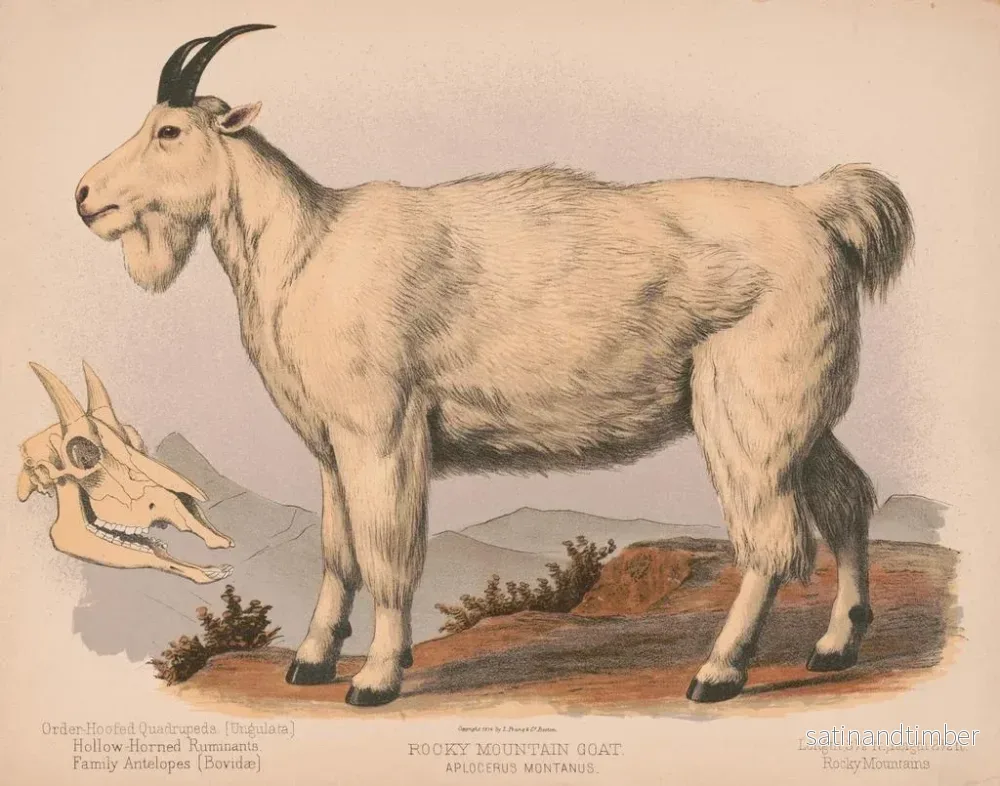 Reproduktion av målningen av bergsget i Rocky Mountains - Louis Prang Co - Bild 2