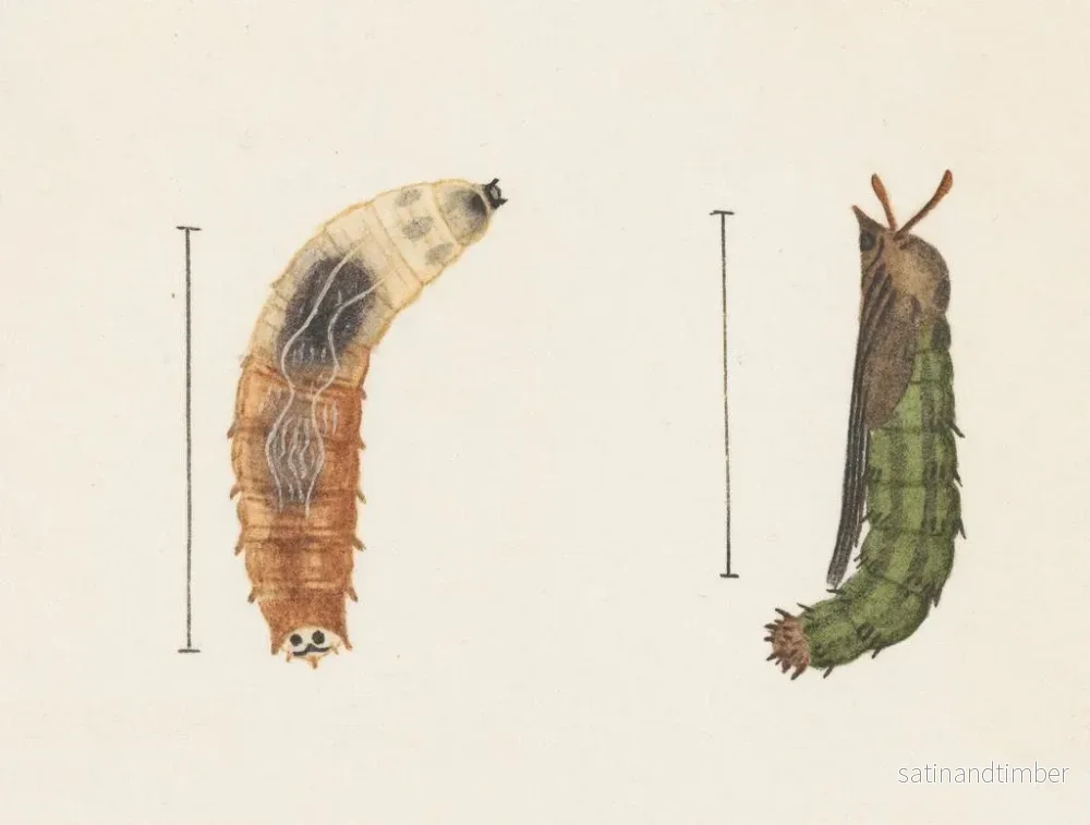 Reproduktion av målningen Aquarelle d'entomologie Pl012 - George Hudson - Bild 2