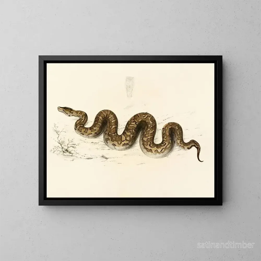 Reproduktion av målningen Python natalensis - Sir Andrew Smith