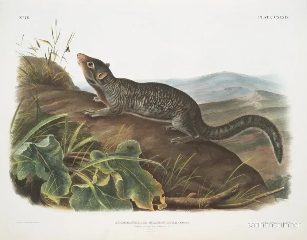Reproduktion av målningen av stor svansjordekorre han i naturlig storlek - John Woodhouse Audubon - Bild 2