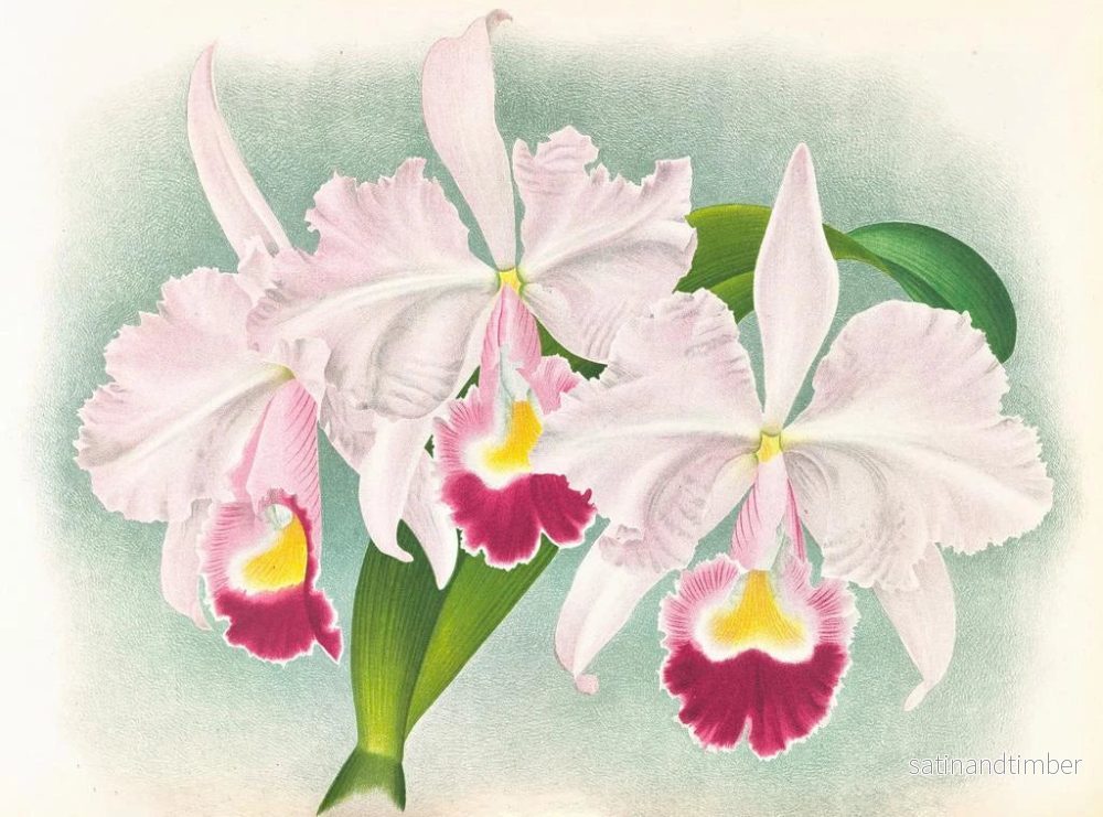 Reproduktion av målningen Cattleya trianae var. Martin Cahuzac - Jean Jules Linden - Bild 2