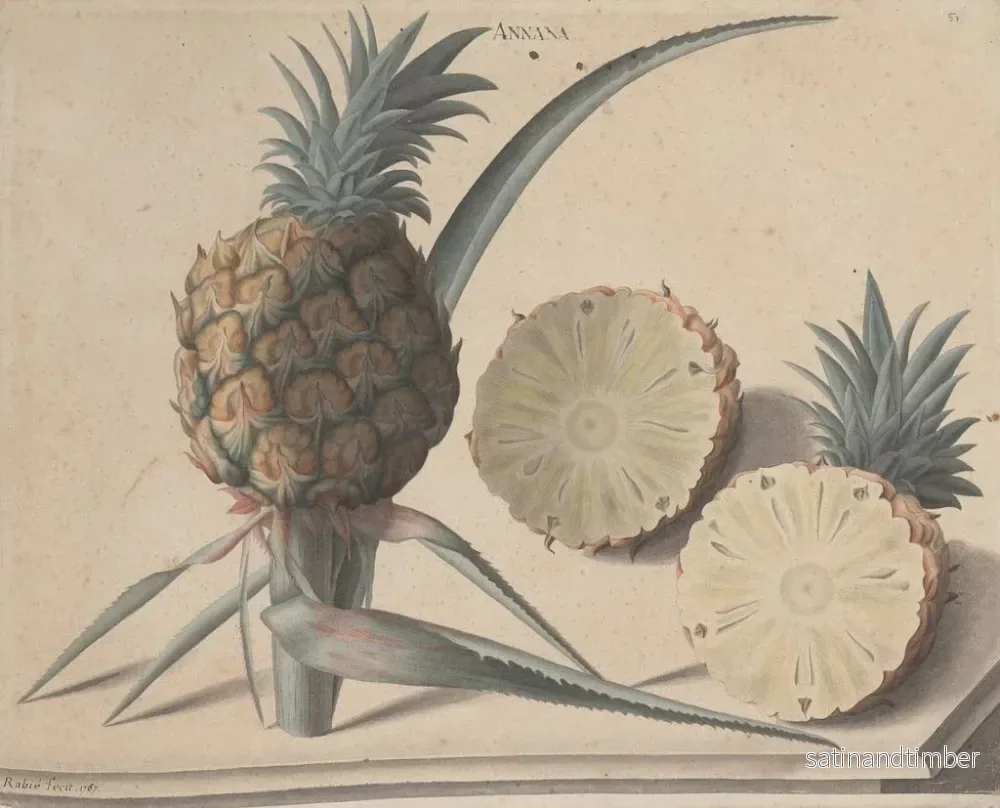 Reproduktion av målningen av Histoire naturelle de Saint-Domingue Pl. 183 - René de Rabi - Bild 2