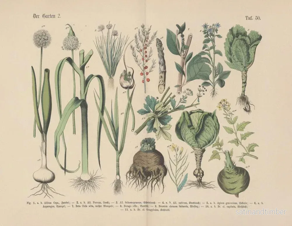 Reproduktion av målningen Manuel de botanique pratique en mots et en images Pl50 - Carl Hoffmann - Bild 2