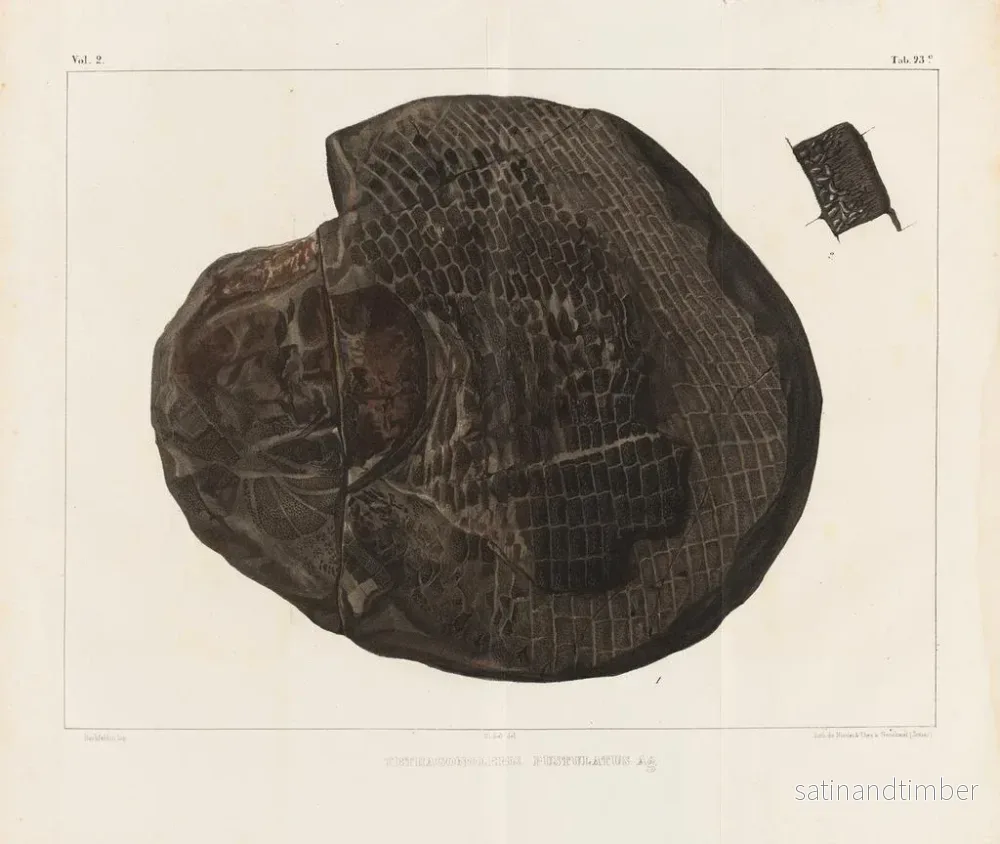 Reproduktion av målningen Forskningar på fossila fiskar Pl. 157 - Louis Agassiz - Bild 2
