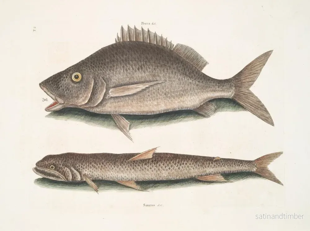 Reproduktion av målningen Perca, fisk i Margate, Saurus, havsörn - Mark Catesby - Bild 2