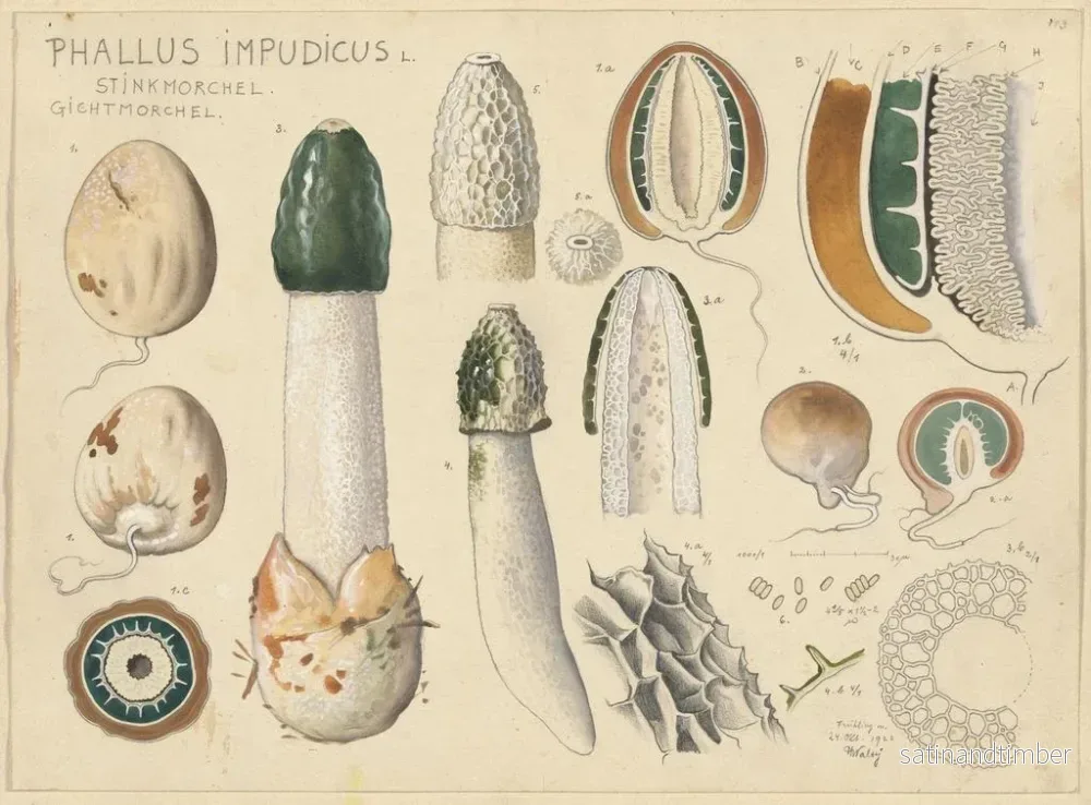 Reproduktion av målningen Phallus impudicus - Hans Baldung - Bild 2