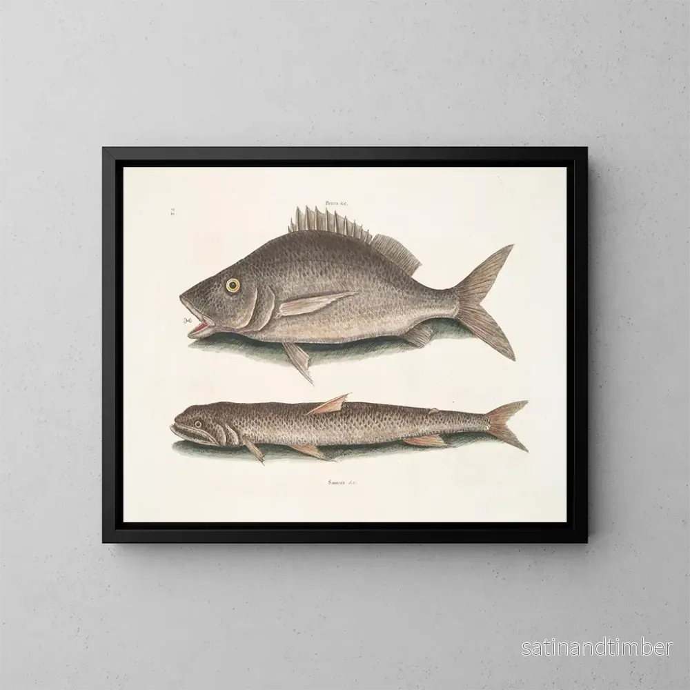 Reproduktion av målningen Perca, fisk i Margate, Saurus, havsörn - Mark Catesby