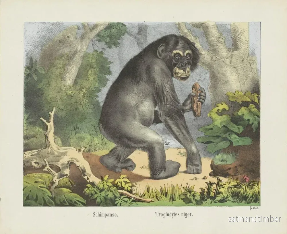Reproduktion av målningen Chimpanzé - Joseph Scholz - Bild 2